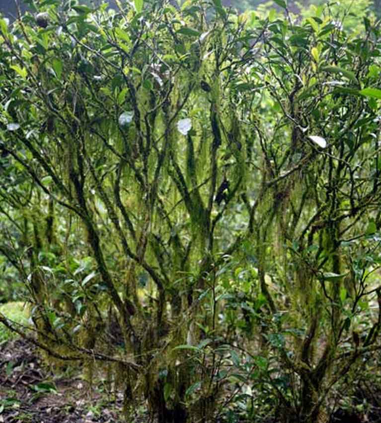 Чайный-куст